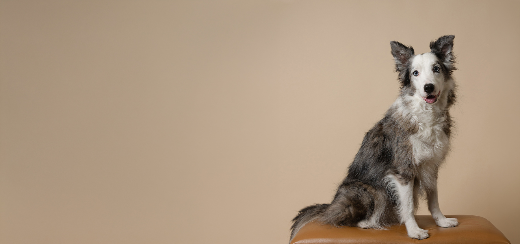 Sesión de fotografía de mascotas en Guadalajara por Estudio Luna Animales