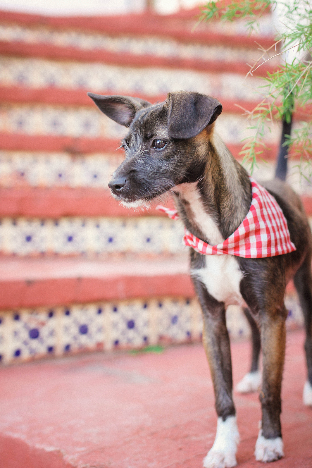 Pet photo session in Ajijic