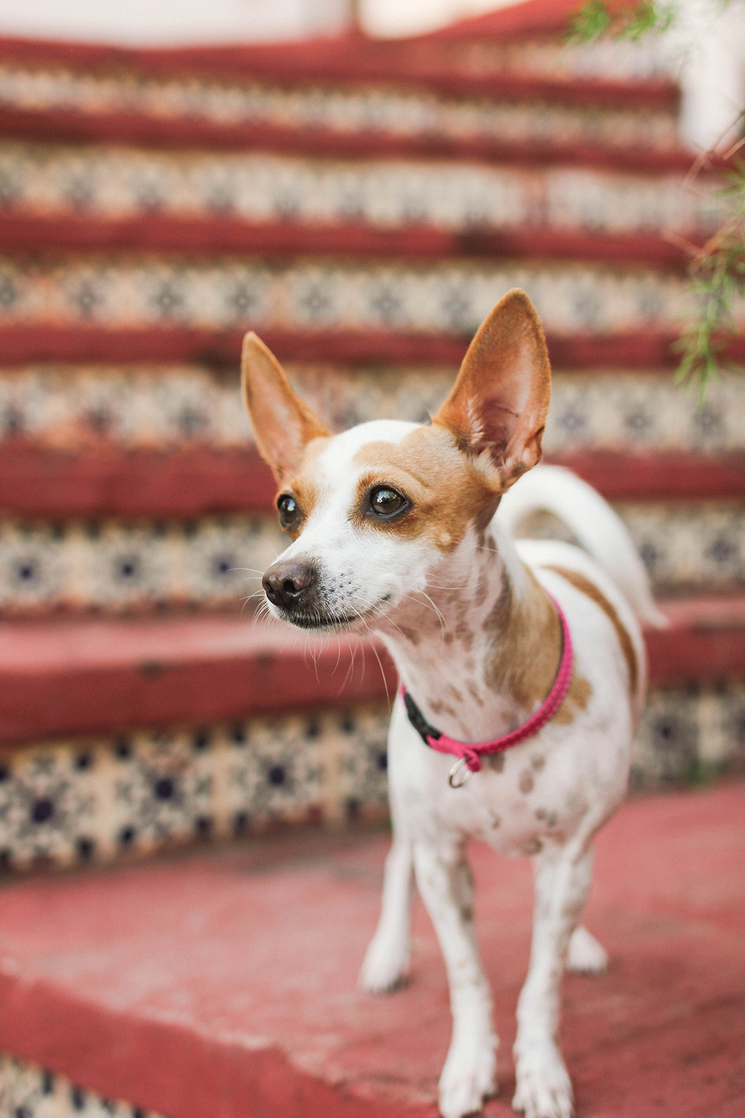 Pet photo session in Chapala with Chihuahua dog