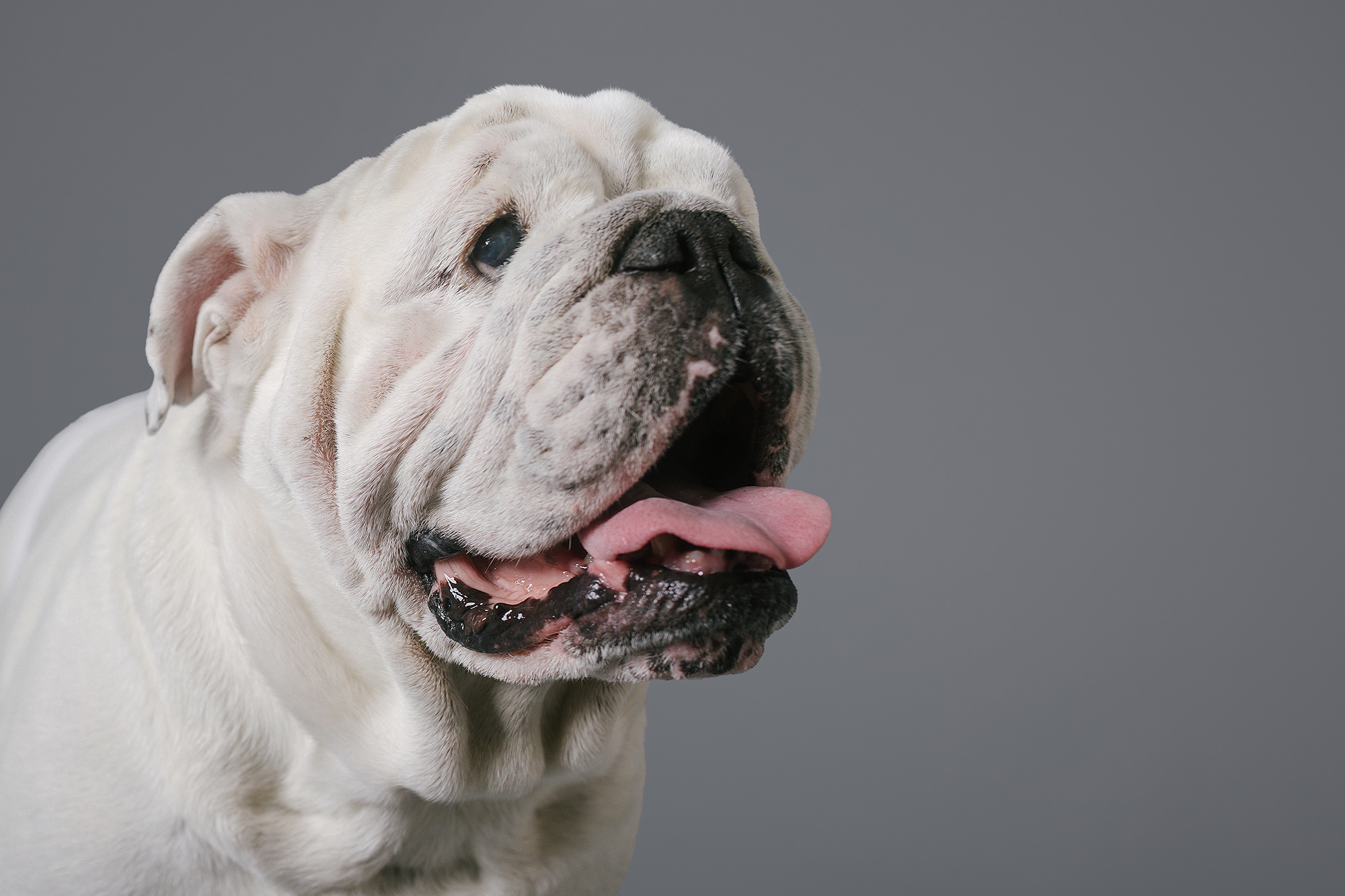 Retrato de mascota en estudio