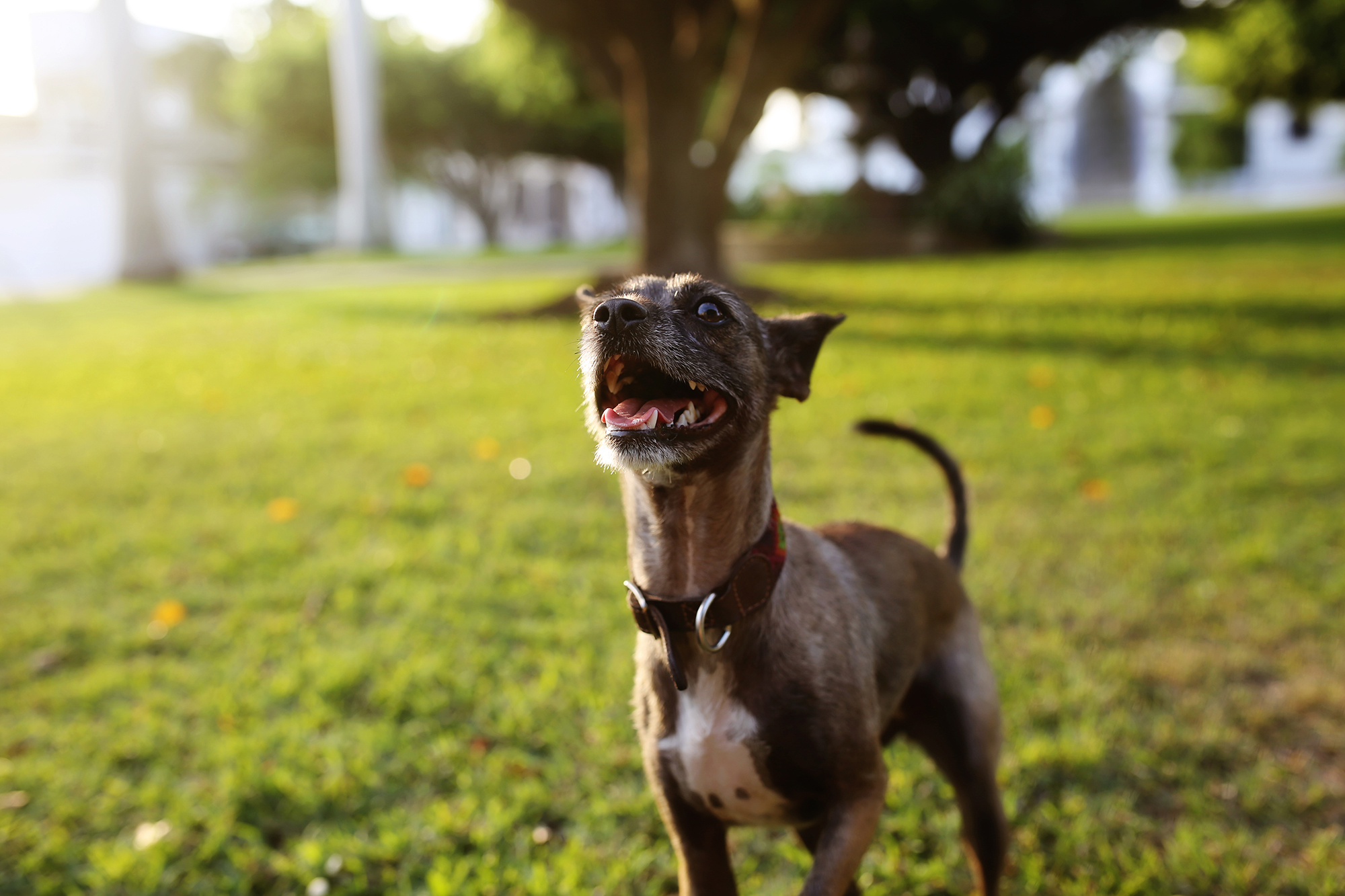 Fotografía de perro en Guadalajara