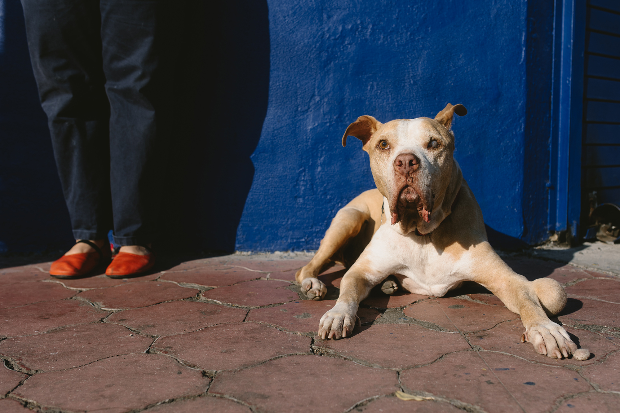 Retrato de mascota en estudio