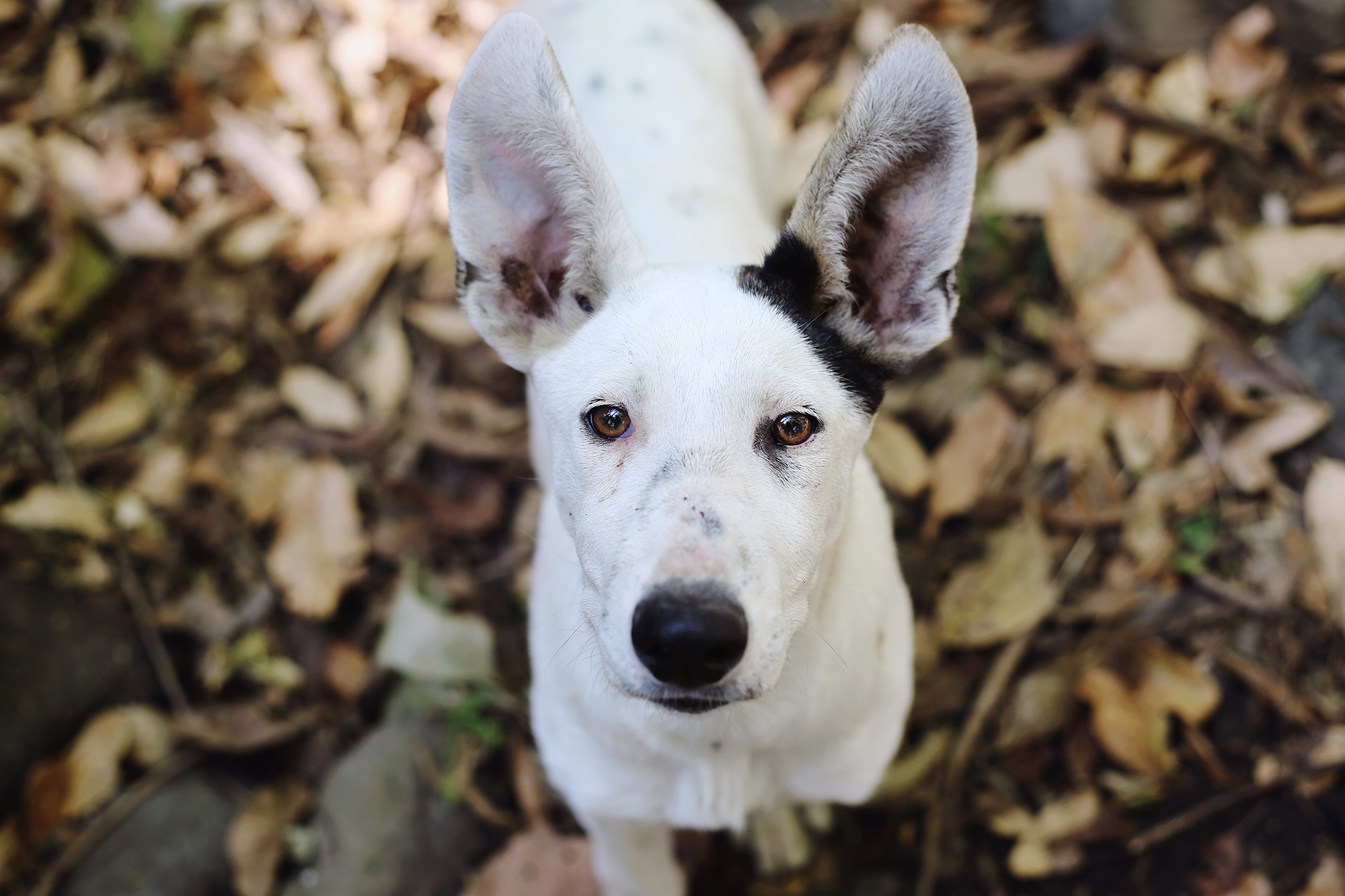 Fotografía de perro en Guadalajara