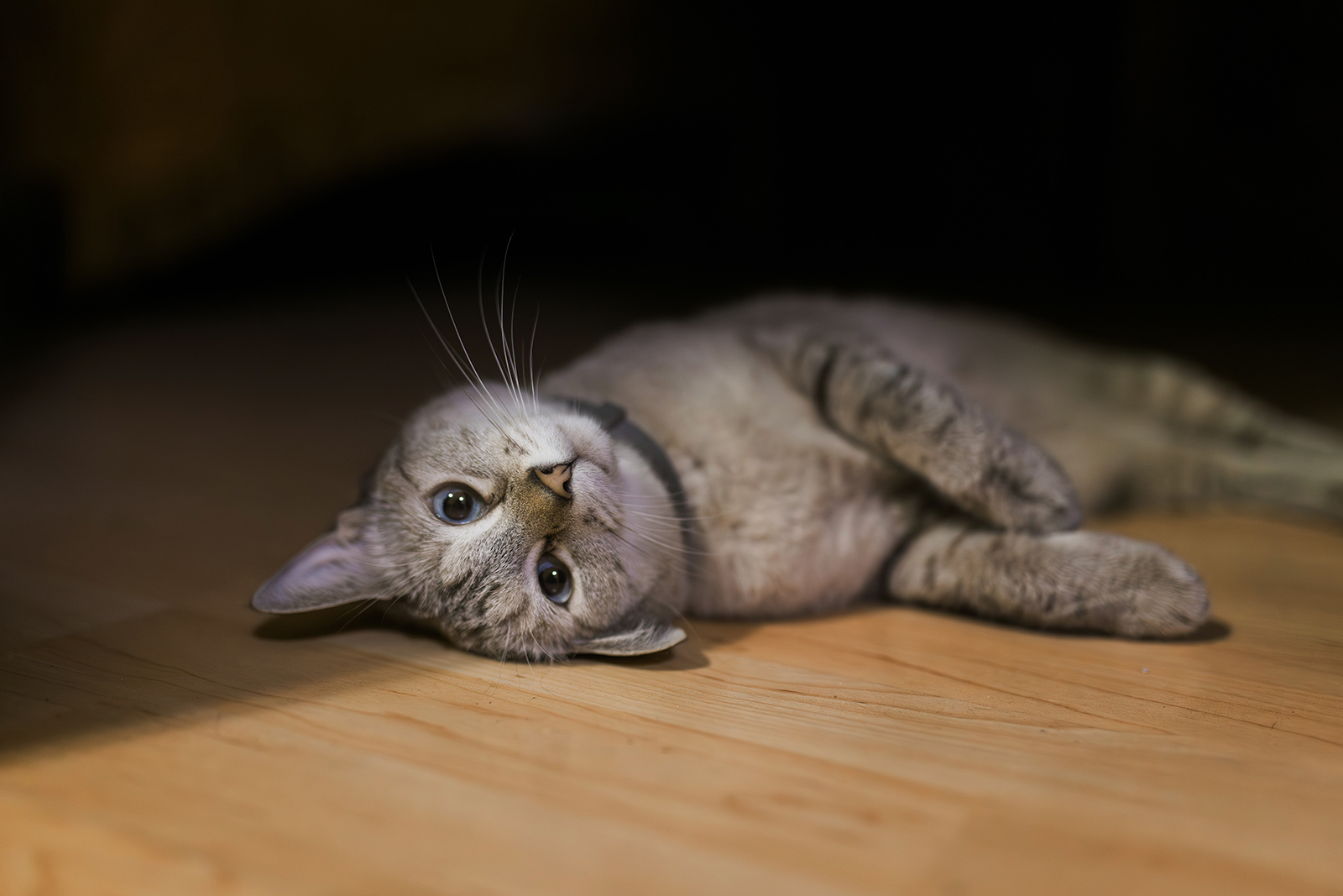 Retrato de gato en casa