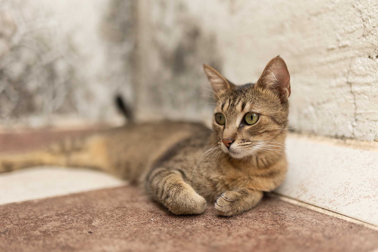 Fotografía de gatos en Guadalajara