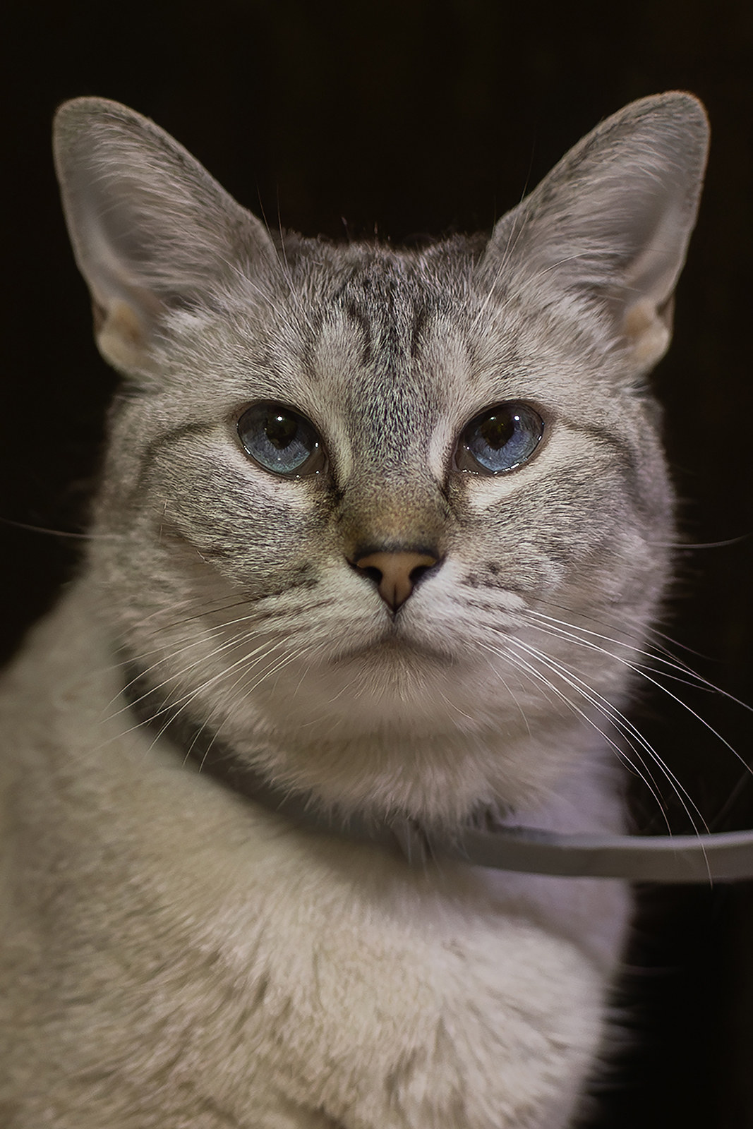 Retrato de perro durante sesión de fotografía de mascotas en Guadalajara