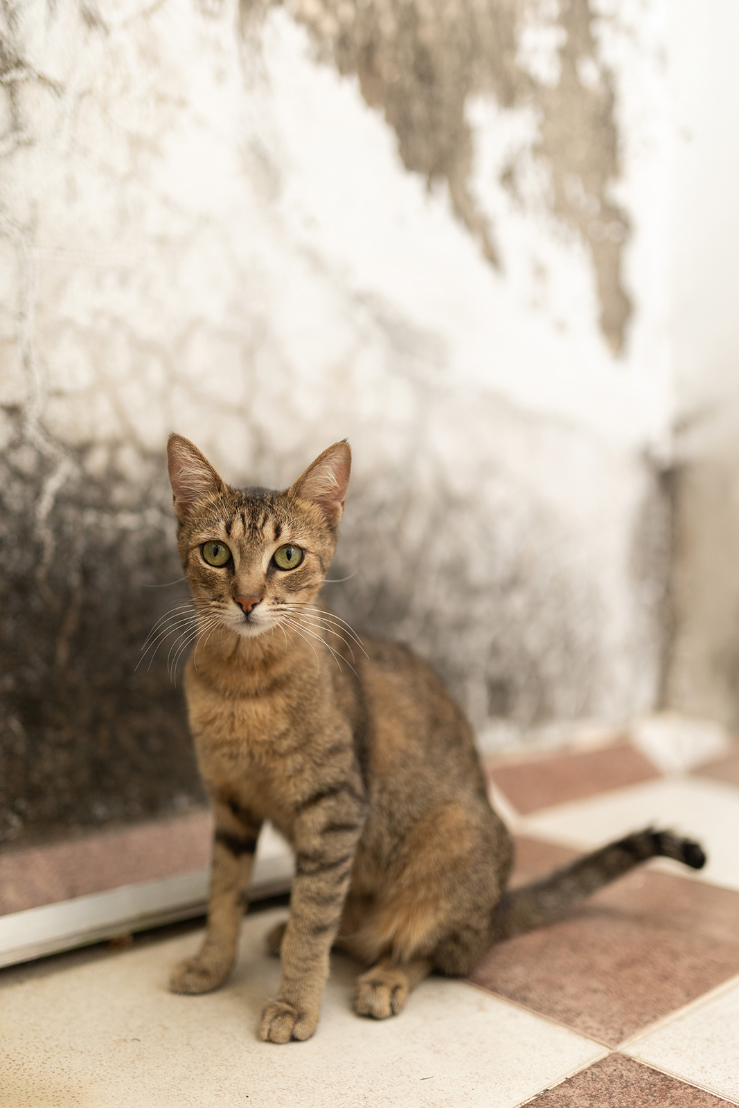 Retrato de mascota en casa en Guadalajara