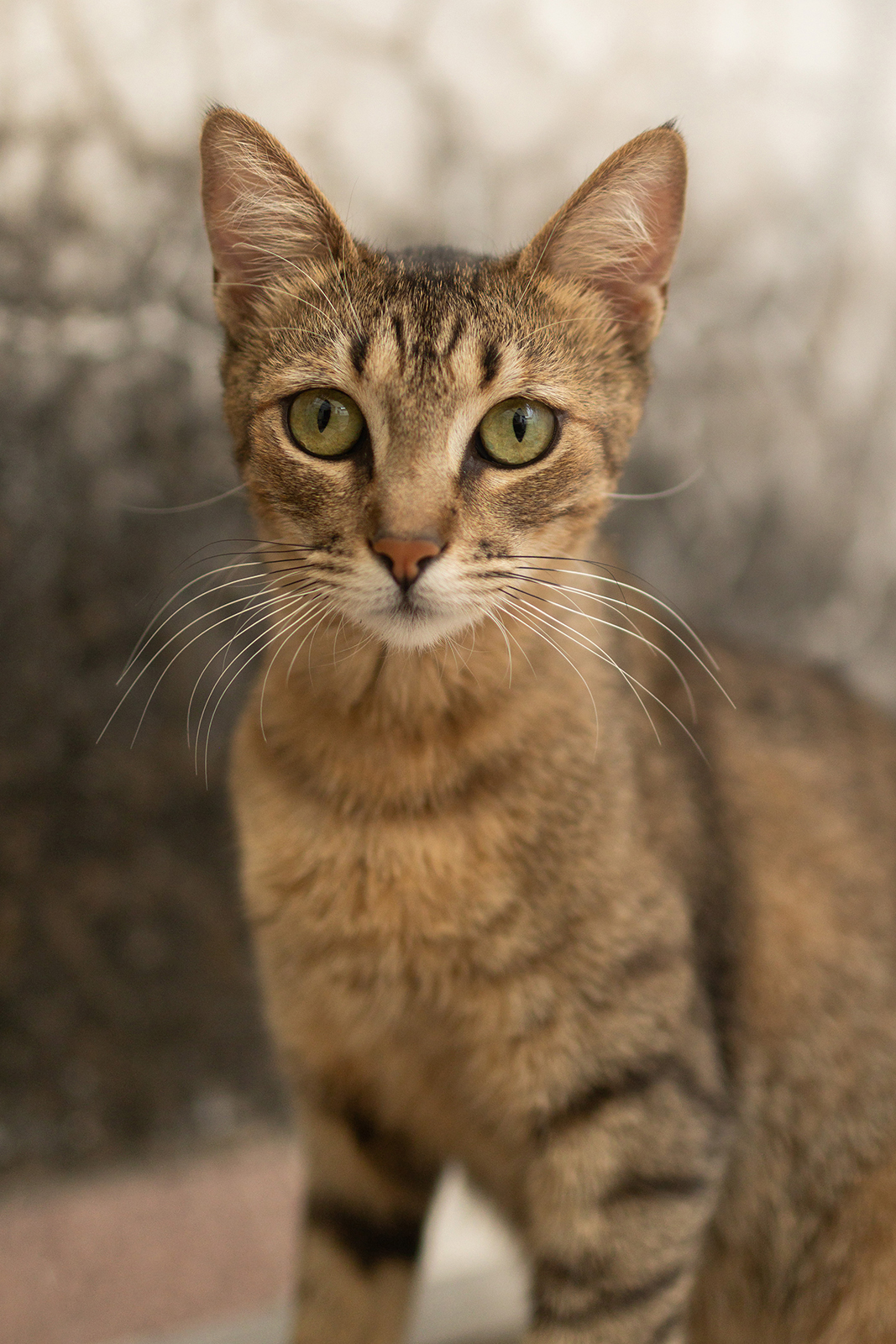 Retrato de gato durante sesión fotográfica en Guadalajara