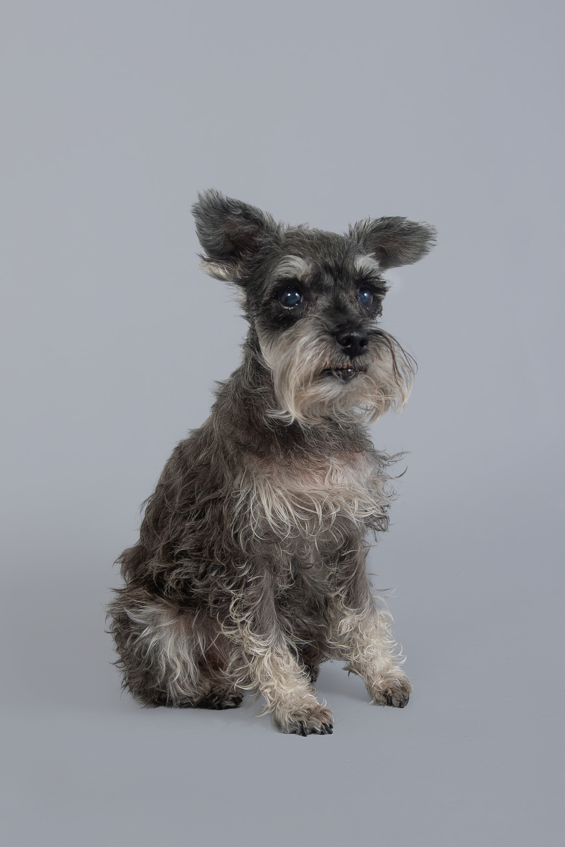 Fotografía editorial de mascota