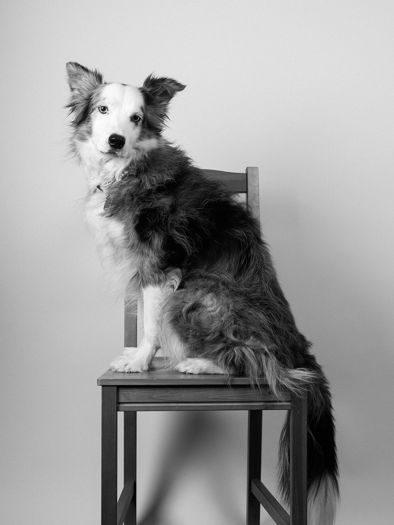 Fotografía de mascota en Guadalajara