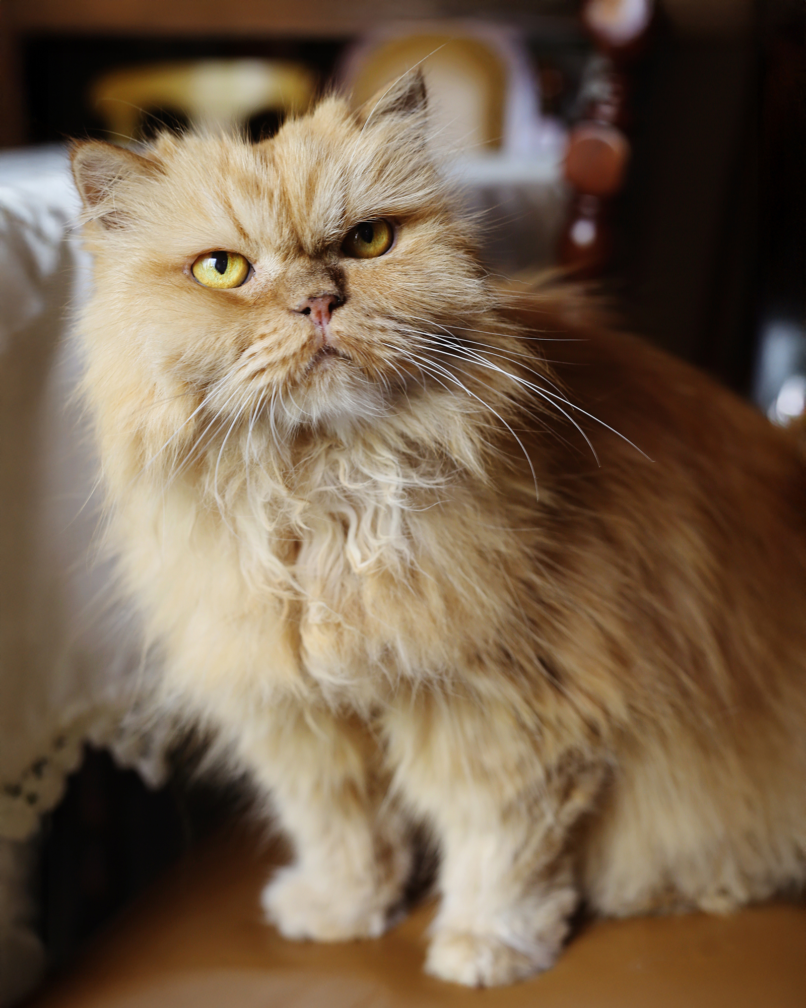 Fotografía fine art de perro