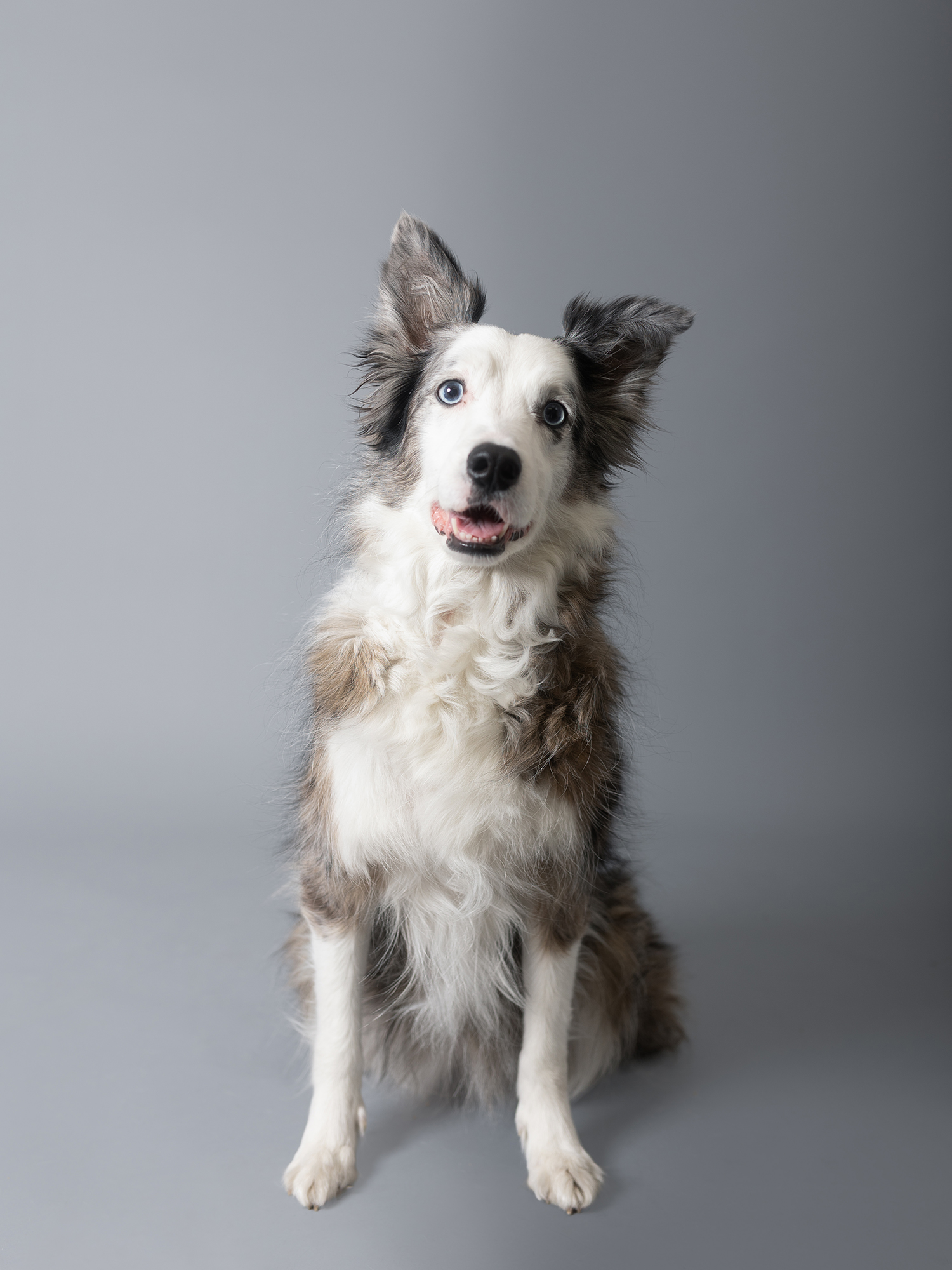 Retrato de perro en estudio en Guadalajara