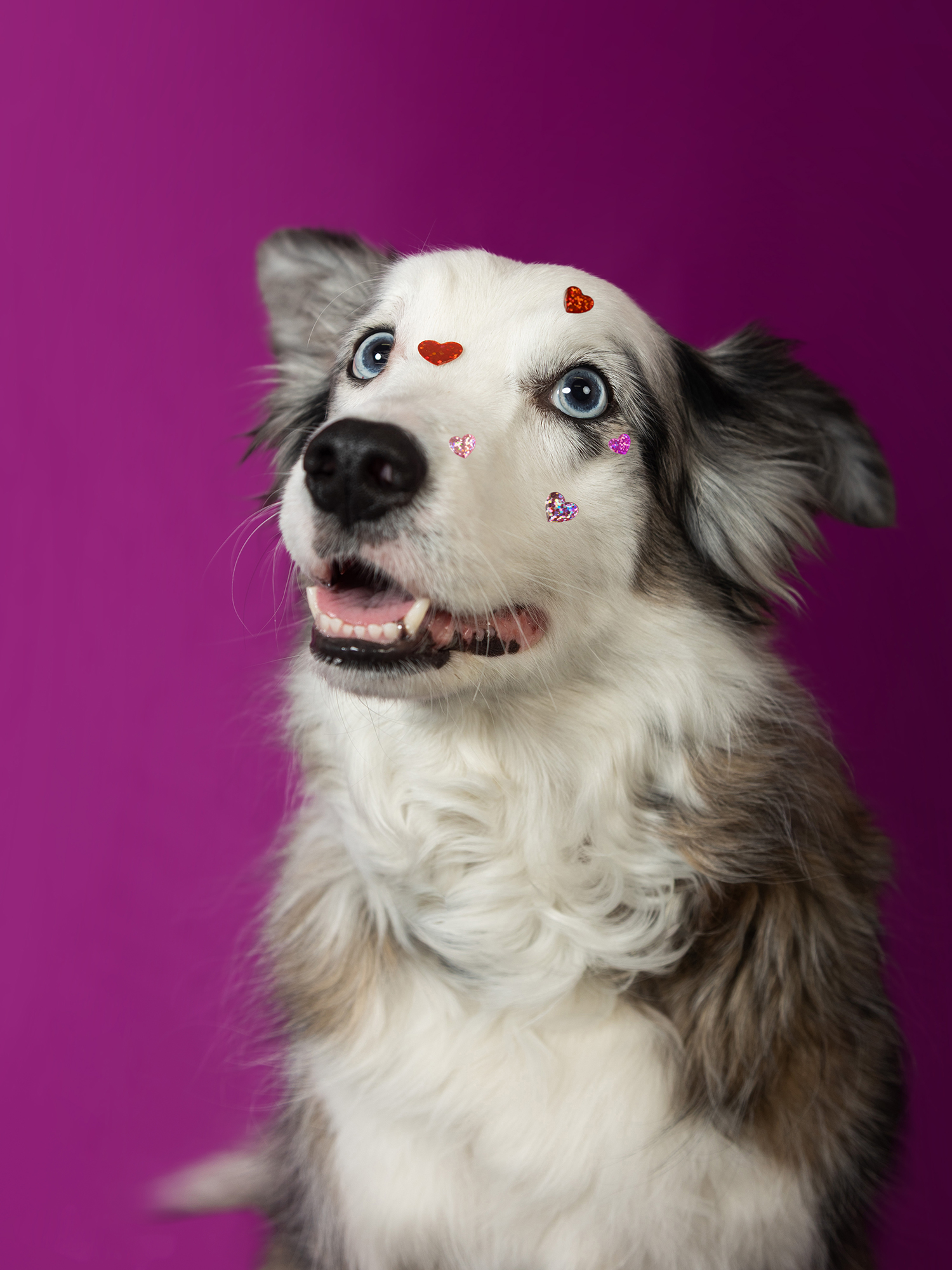 Fotografía editorial de mascota