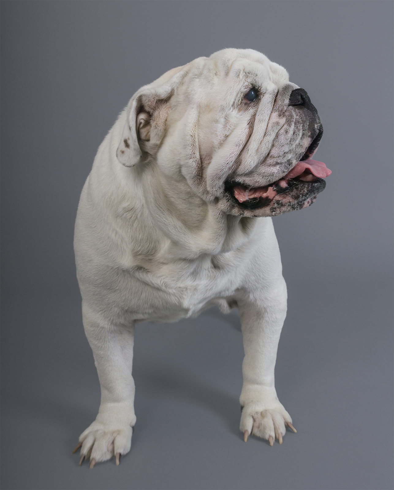 Sesión de fotografía de perros en estudio en Guadalajara