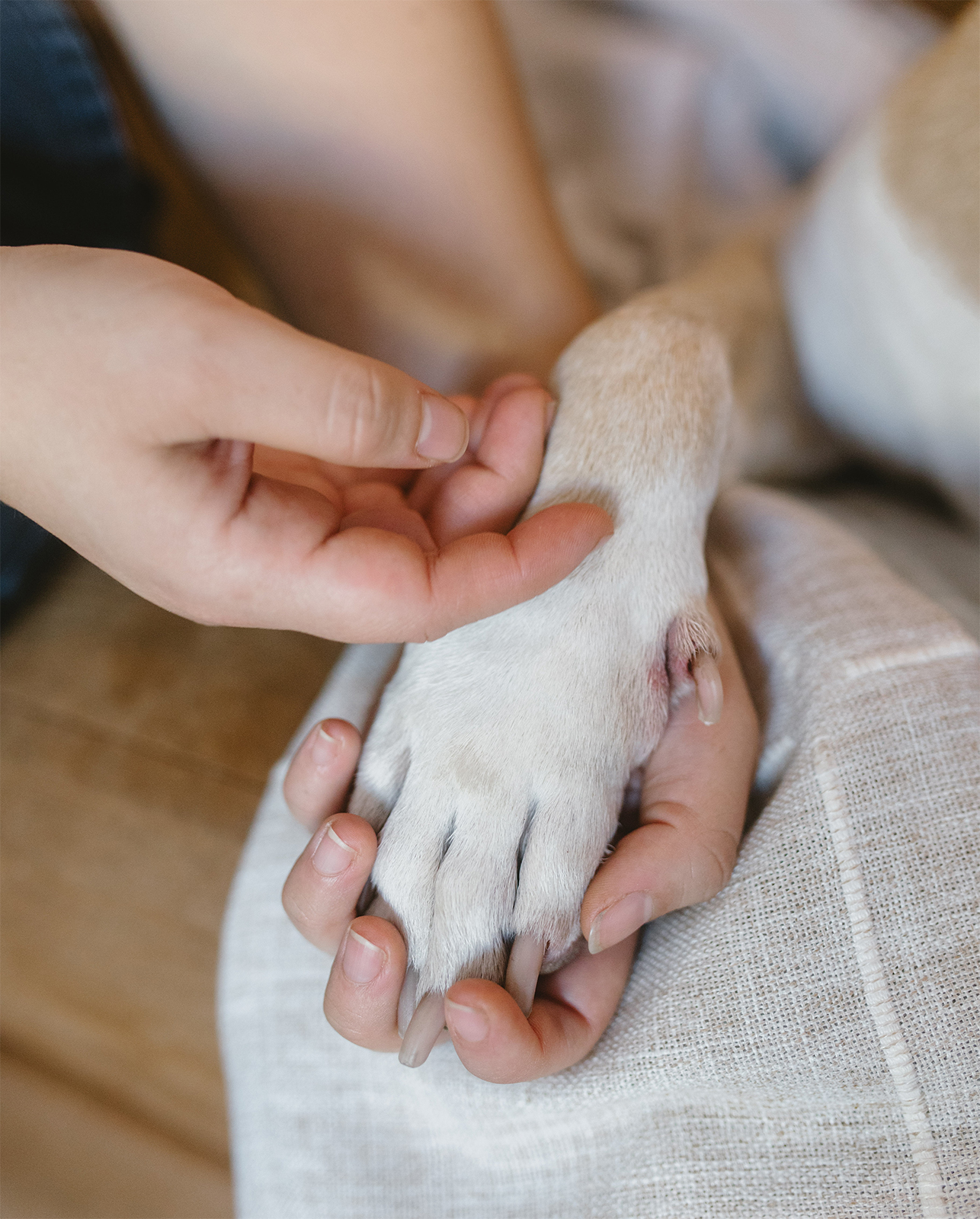 Sesión de despedida de mascotas Huellas Eternas