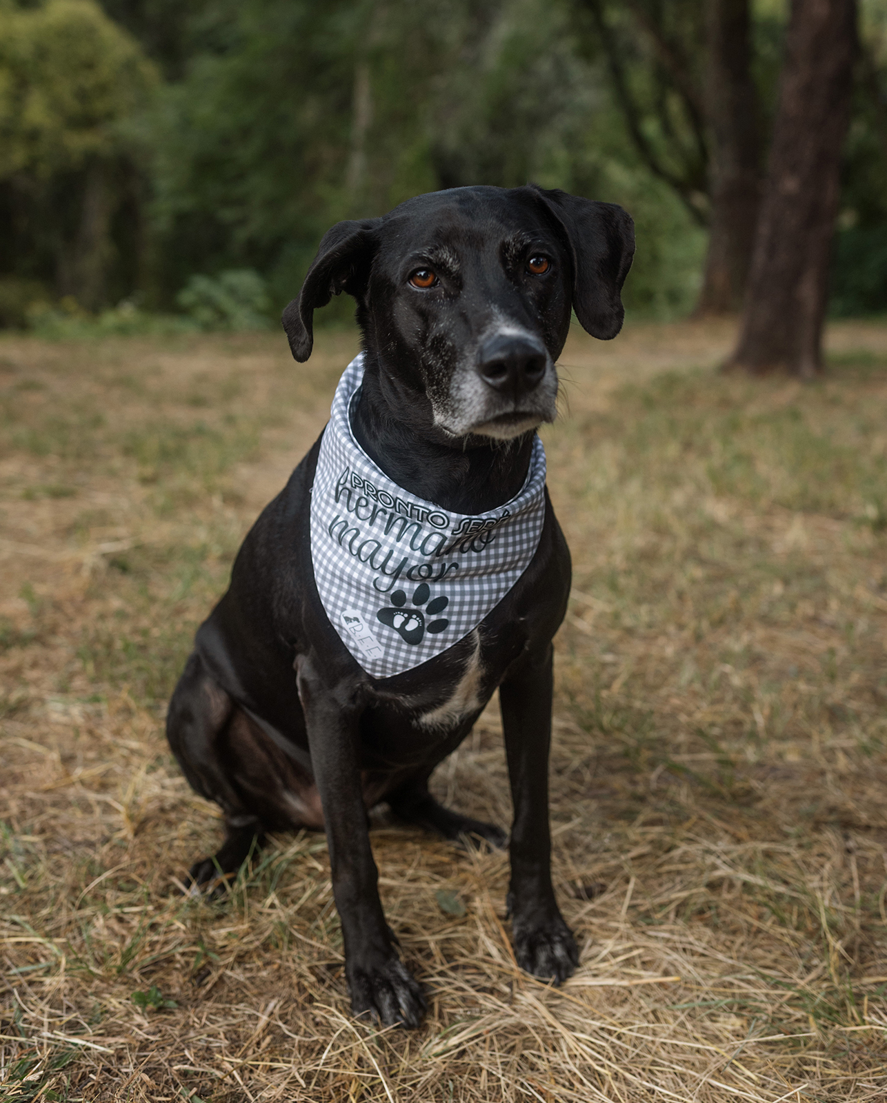 Sesión de fotografía de mascotas en exterior en Guadalajara