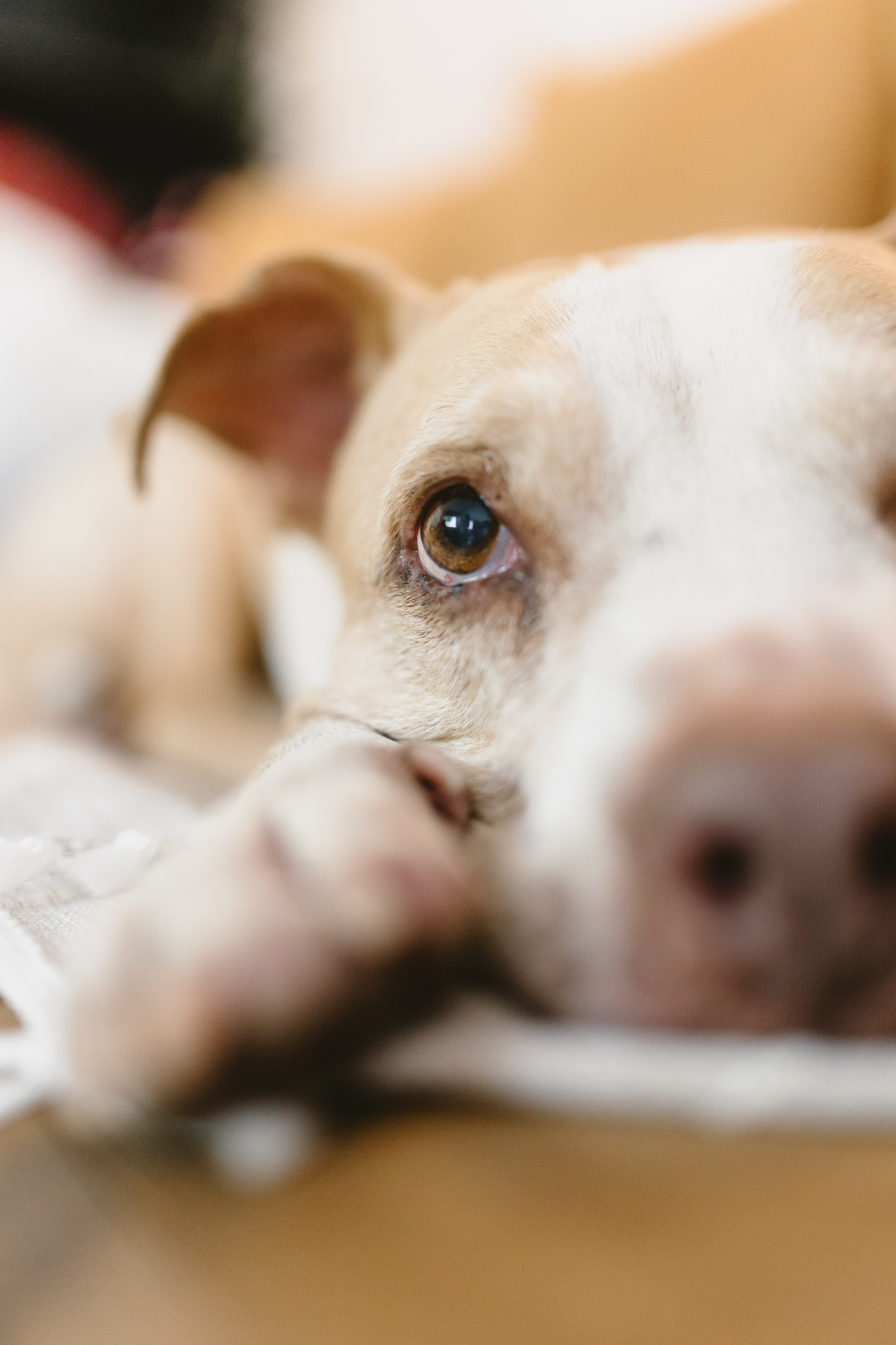 Sesion de despedida de mascota en Guadalajara Memorial pet photoshoot