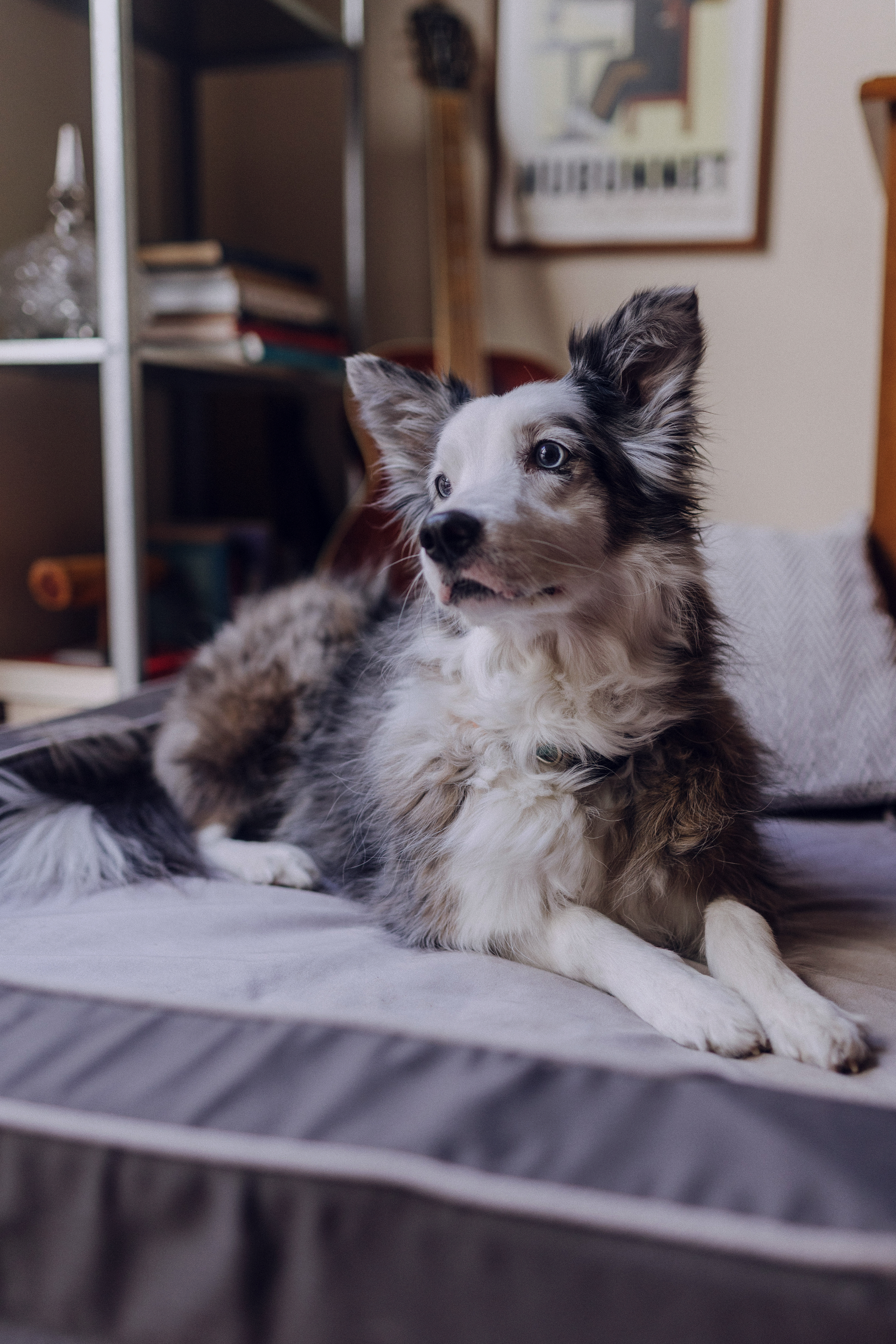 Sesión de fotografía de mascotas en casa en Guadalajara